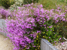 Load image into Gallery viewer, Tetratheca thymifolia Black Eyed Susan