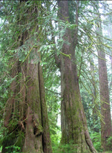 Load image into Gallery viewer, Thuja plicata Western Red Cedar