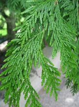 Load image into Gallery viewer, Thuja plicata Western Red Cedar
