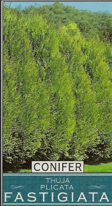 Thuja plicata Fastigiata – Mountain View Nursery