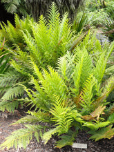 Load image into Gallery viewer, Todea barbara