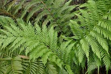 Load image into Gallery viewer, Todea barbara