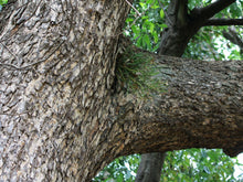 Load image into Gallery viewer, Toona ciliata Australian Red Cedar