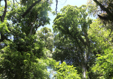 Load image into Gallery viewer, Toona ciliata Australian Red Cedar