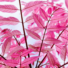 Load image into Gallery viewer, Toona sinensis Flamingo