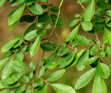 Load image into Gallery viewer, Ulmus parvifolia 'Chinese Elm'