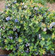 Load image into Gallery viewer, Vaccinium spp. Sunshine Blue (Blueberry)