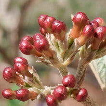 Load image into Gallery viewer, Viburnum carlesii Korean Spice