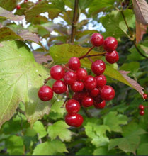 Load image into Gallery viewer, Viburnum opulus Notcutts Variety