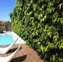 Load image into Gallery viewer, Waterhousia floribunda