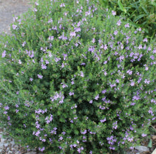 Load image into Gallery viewer, Westringia glabra Cadabra