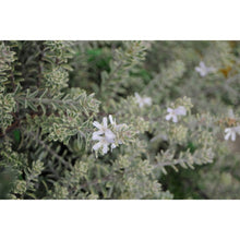 Load image into Gallery viewer, Westringia fruticosa 'Smokey'