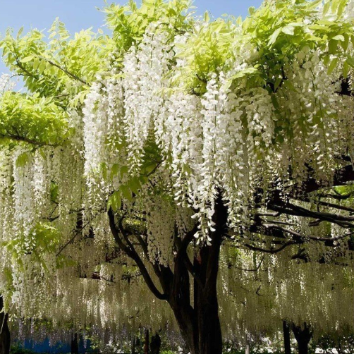 Wisteria brachybotrys Shiro-kapitan – Mountain View Nursery