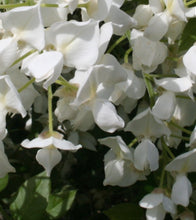 Load image into Gallery viewer, Wisteria brachybotrys Shiro-kapitan