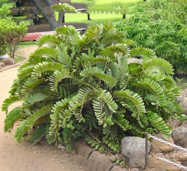 Zamia furfuracea – Mountain View Nursery