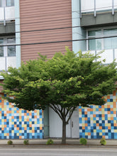 Load image into Gallery viewer, Zelkova serrata Schmidtlow Wireless tm