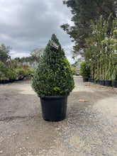 Load image into Gallery viewer, Buxus sempervirens {English Box} Topiary Cones