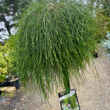 Load image into Gallery viewer, Casuarina glauca Cousin It Standards