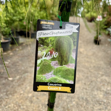 Load image into Gallery viewer, Casuarina glauca Cousin It Standards