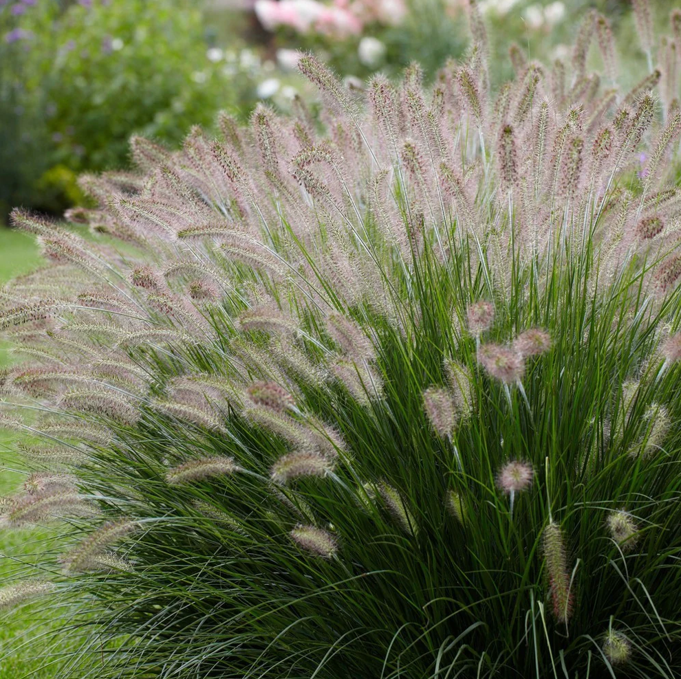 Grasses