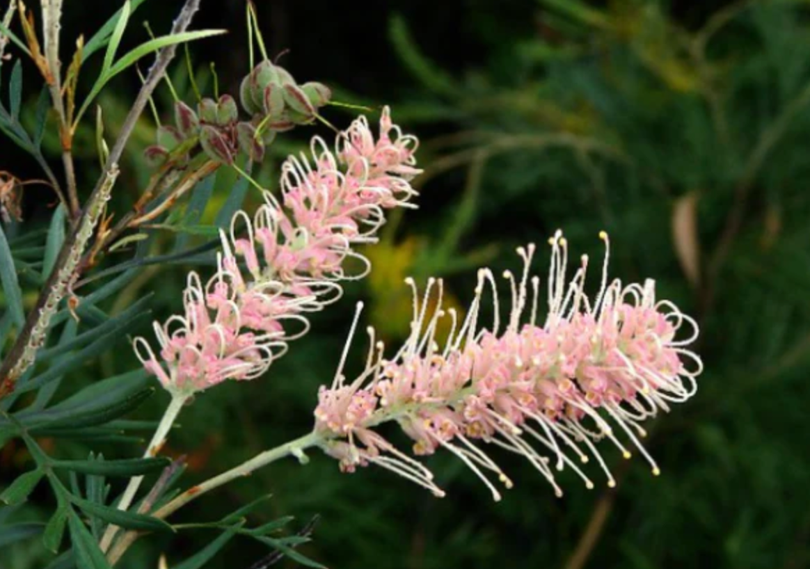 Grevillea