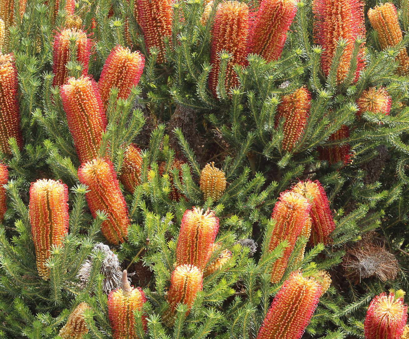 Banksia