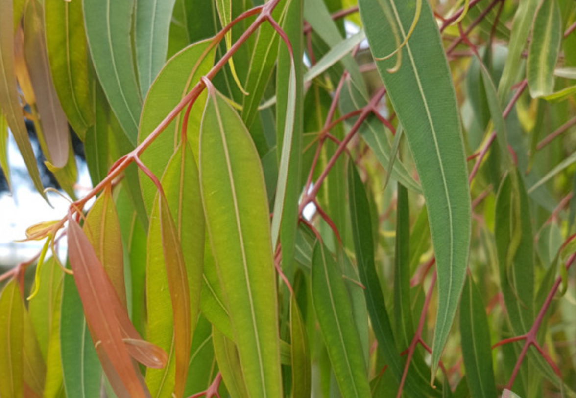 Eucalyptus