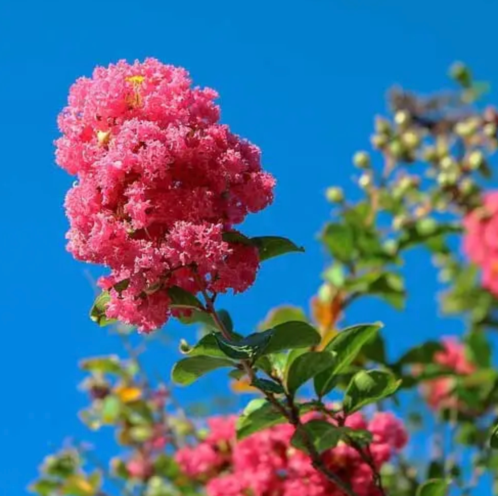 Crepe Myrtle