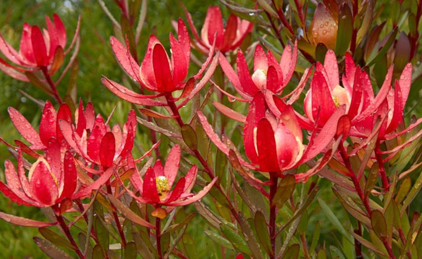 Leucadendron