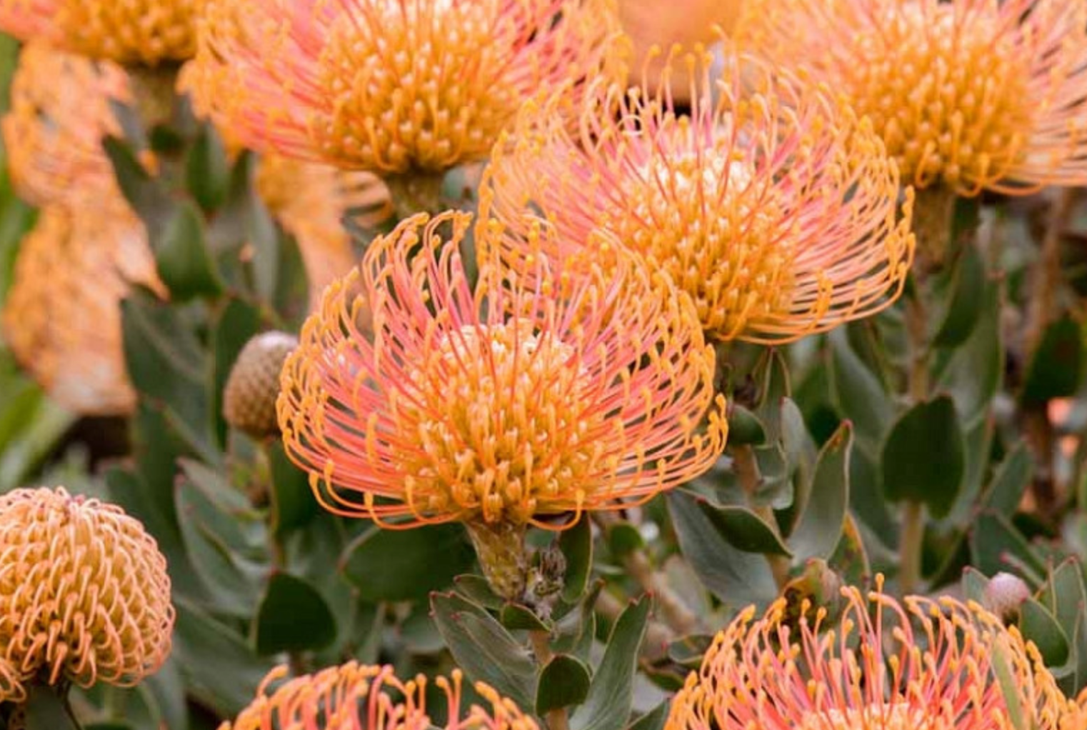 Leucospermum