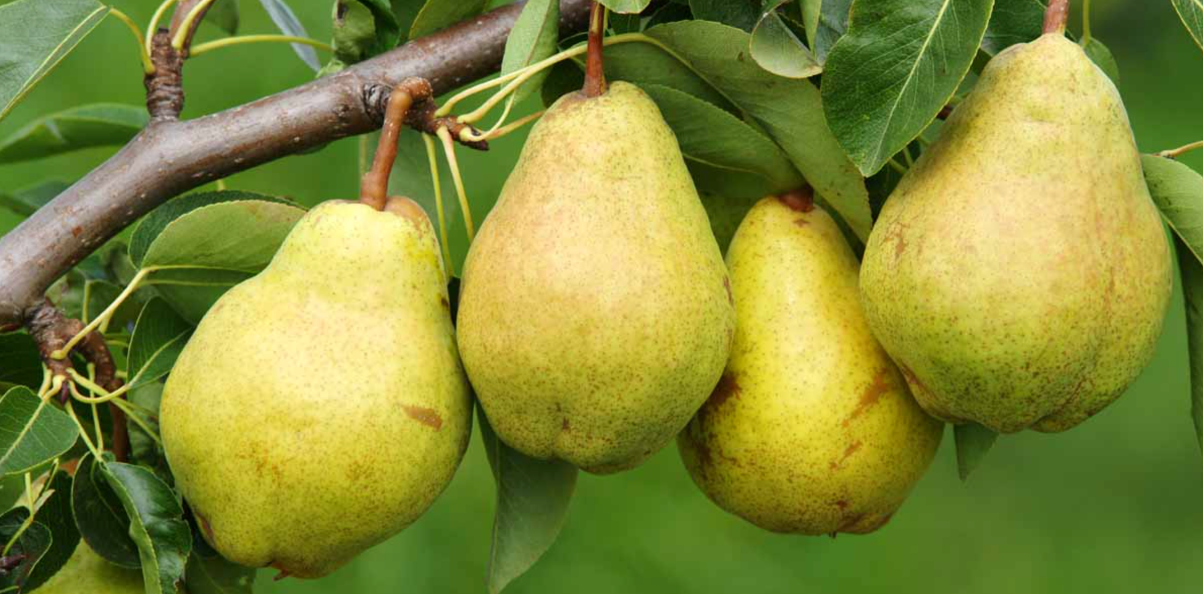 Pear