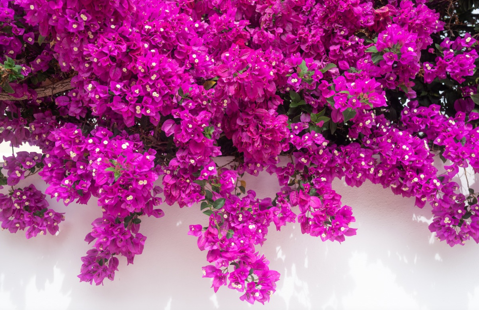 Bougainvillea