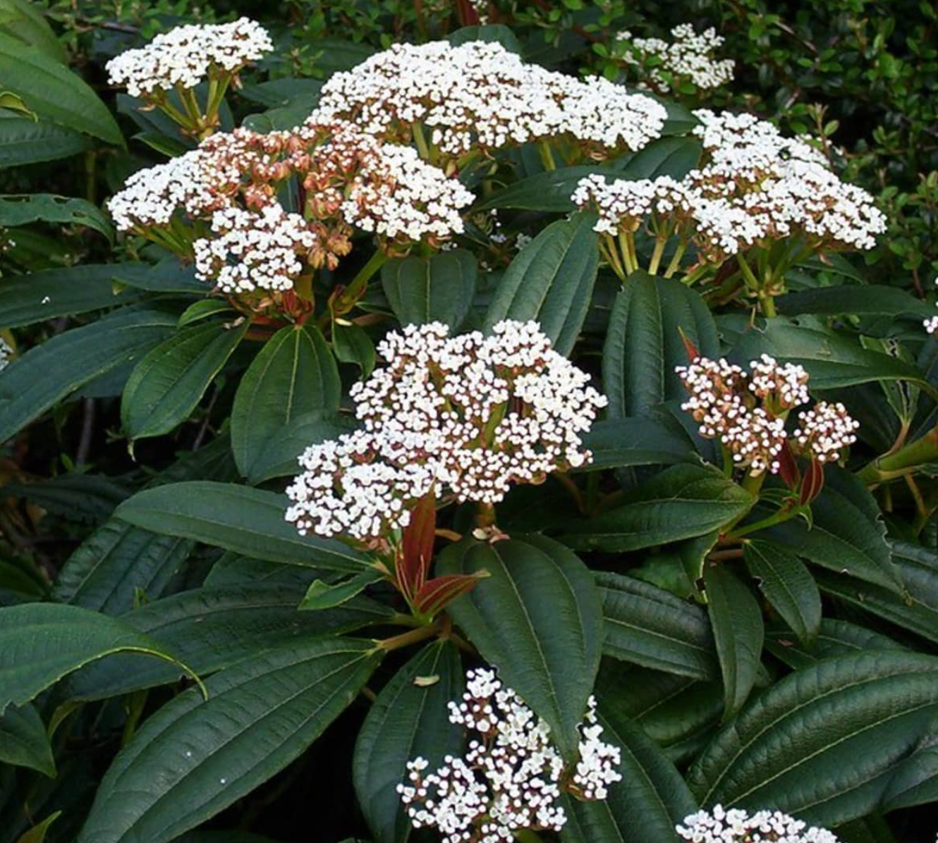 Viburnum