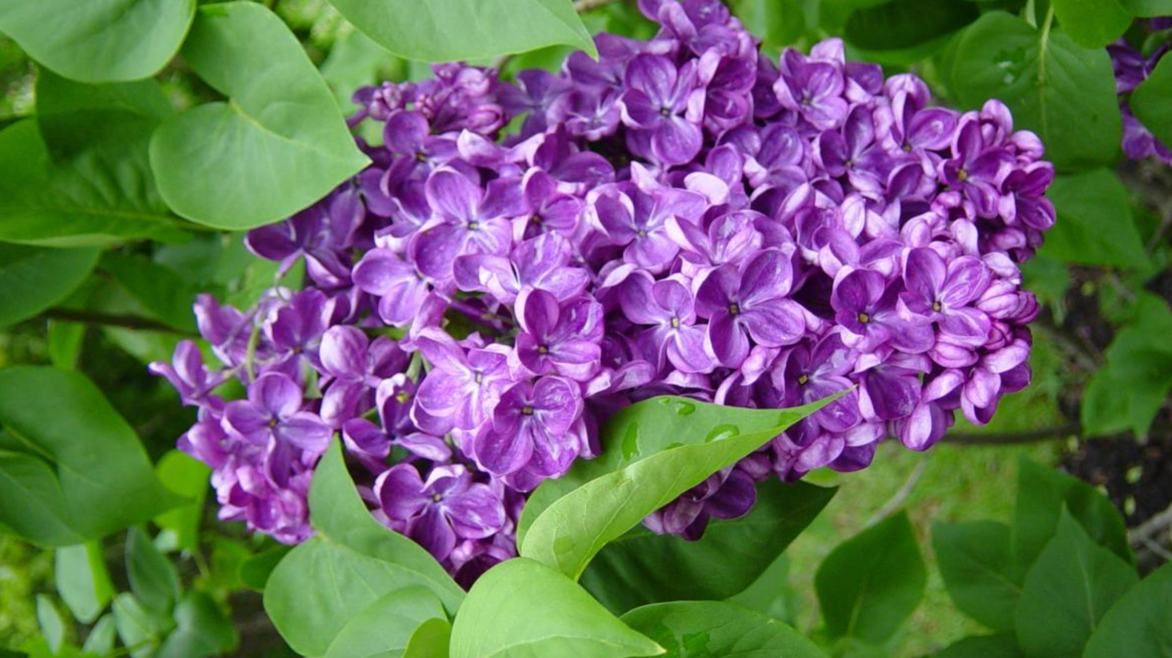 Lilac