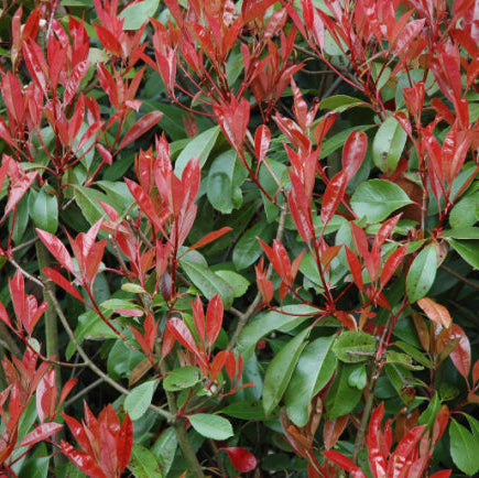 Photinia