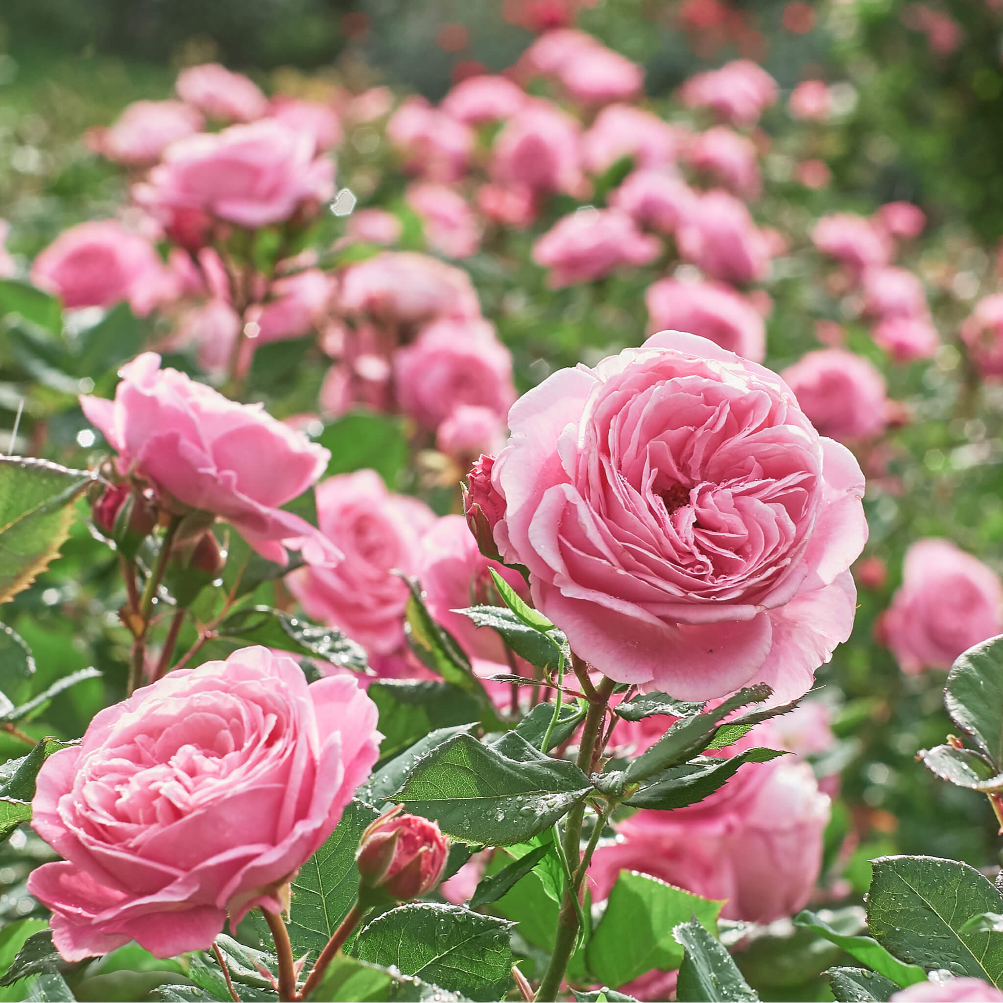 Gorgeous, rare and sought after roses – Mountain View Nursery