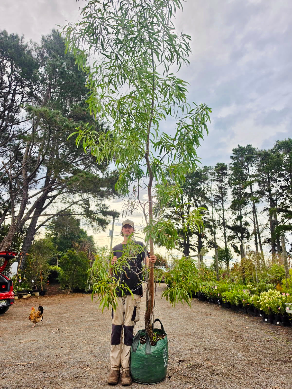 Acacia implexa Hickory Wattle