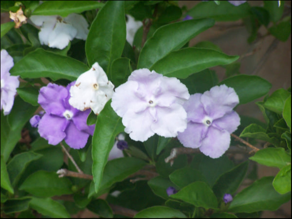 Brunsfelsia latifolia