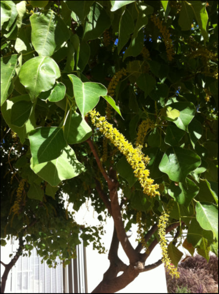 Sapium sebiferum Chinese Tallow