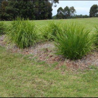 Lomandra longifolia