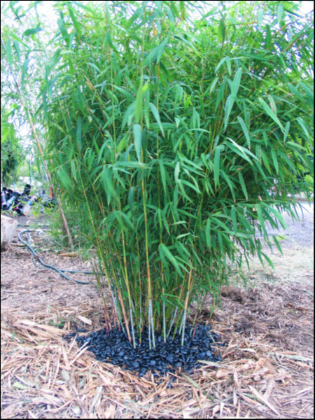 Nepalese Blue Bamboo