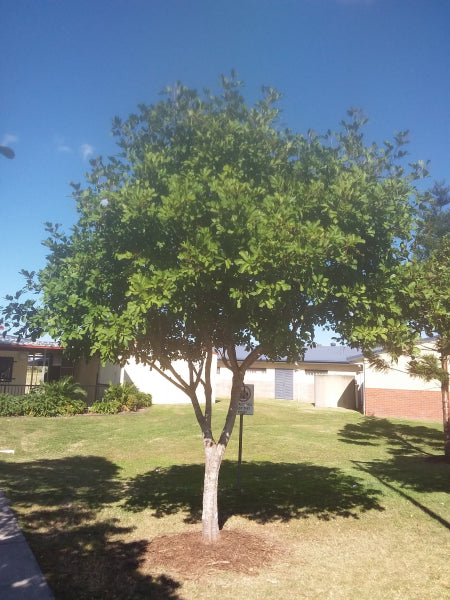 Cupaniopsis anacardioides Tuckeroo