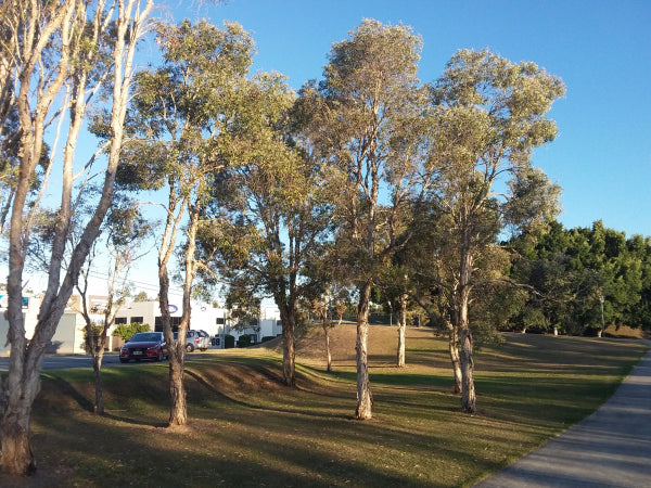 Melaleuca quinquinervia