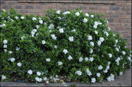 Gardenia augusta Florida