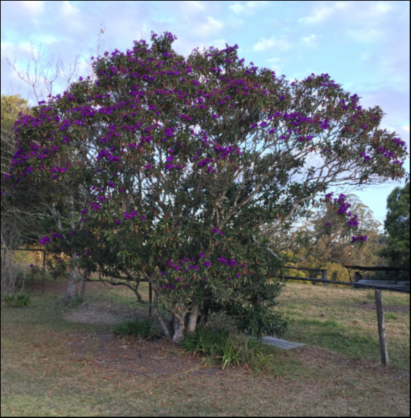 Tibouchina lepidota Alstonville