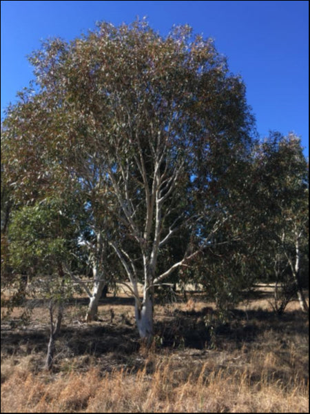 Eucalyptus pauciflora 'Snow Gum'