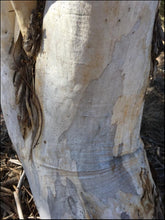 Load image into Gallery viewer, Eucalyptus pauciflora &#39;Snow Gum&#39;
