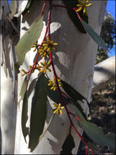 Load image into Gallery viewer, Eucalyptus pauciflora &#39;Snow Gum&#39;
