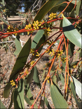 Load image into Gallery viewer, Eucalyptus pauciflora &#39;Snow Gum&#39;
