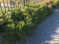 Gardenia augusta Radicans